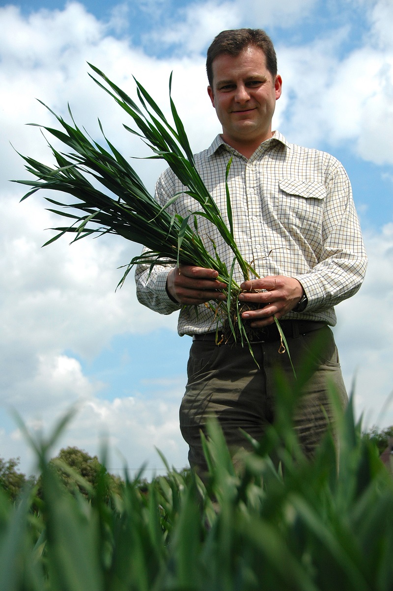 Its yield and septoria resistance make KWS Siskin very attractive to feed or quality growers, reckons Mark Dodds.