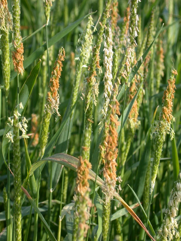 It helps to put a financial value on the legacy of leaving the blackgrass poorly controlled in the crop.