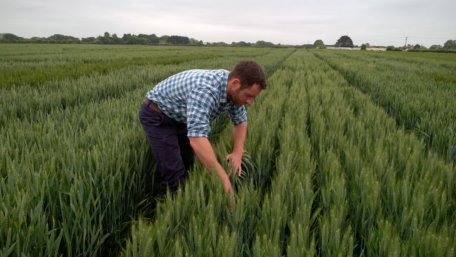 Scientific rigour is important in any on-farm trials work – trials should be replicated and you should apply statistical analysis to the results.