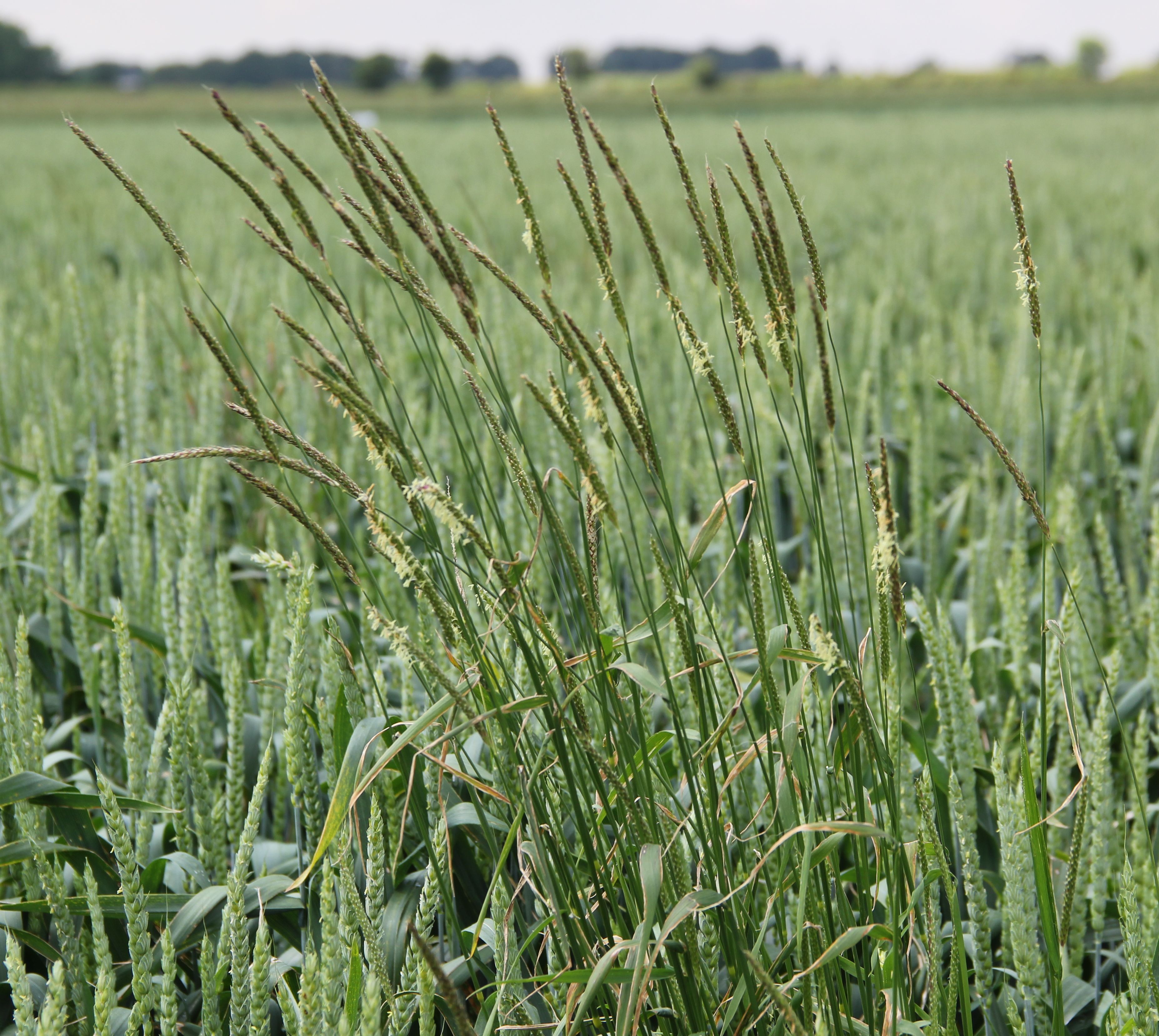 Compounding the already bad blackgrass problem is the appearance of very long seed heads this season. Typically, each will shed 100 seeds.