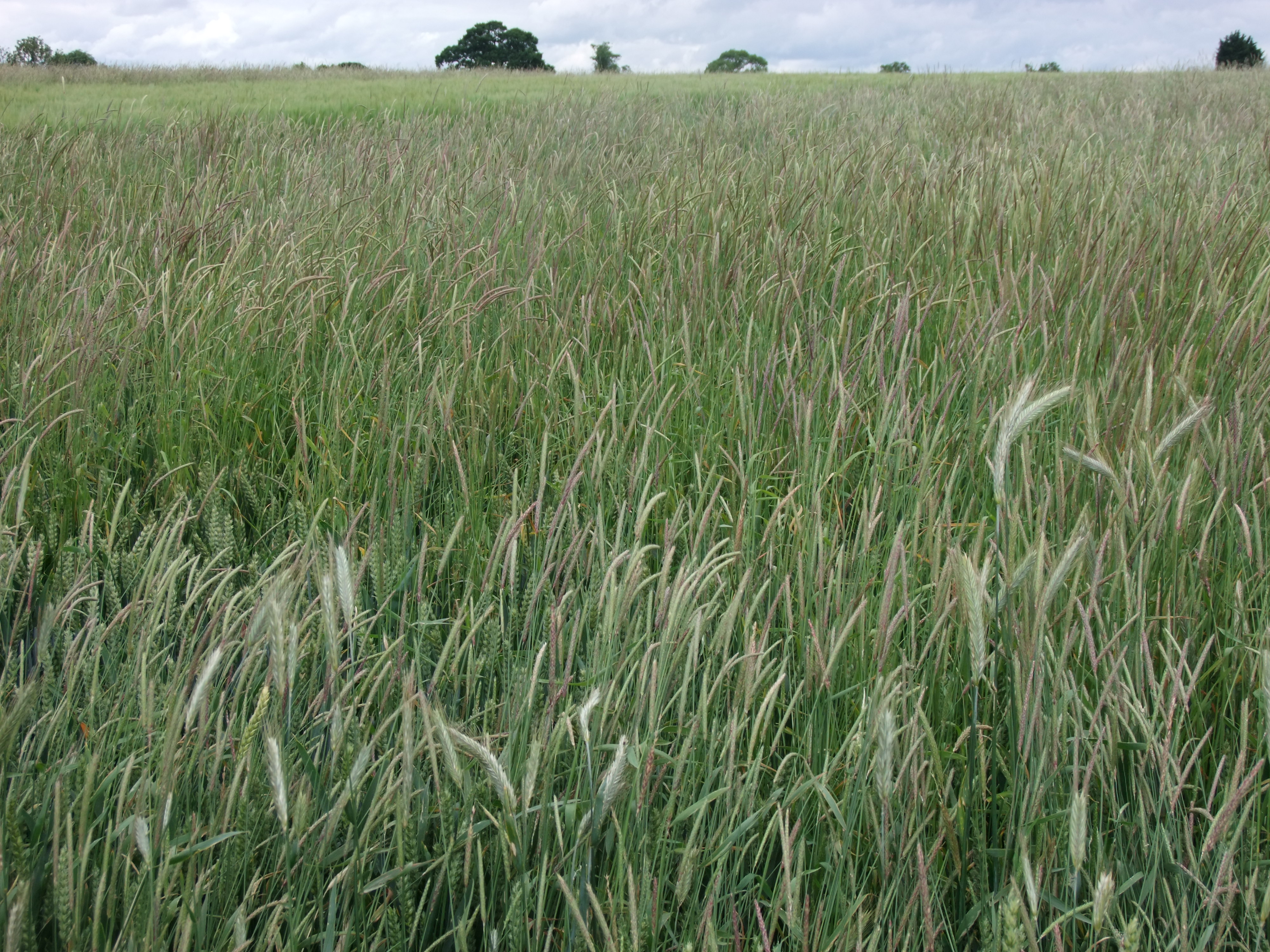 The blackgrass had been reduced to low enough levels in the first wheat for a successful crop, but the second wheat was stuffed with blackgrass.