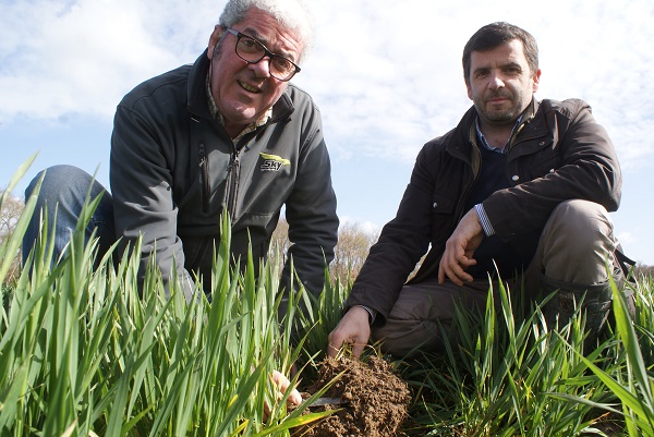 Christophe de Carville (left) and David Guy inspect wheat roots in a field that’s in its fifth year of no till and cover crops.