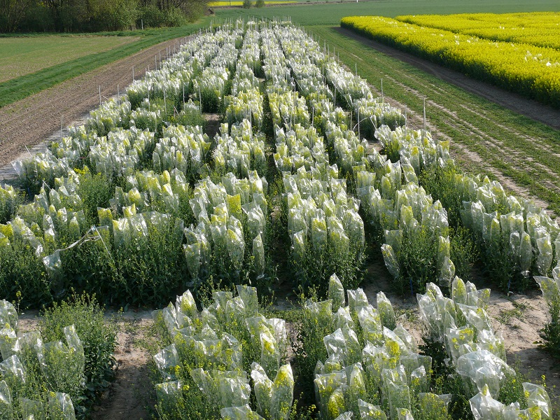 The breeding programme aims to select for varieties that put down a lot of roots quickly but don’t go through the extension stage before winter.