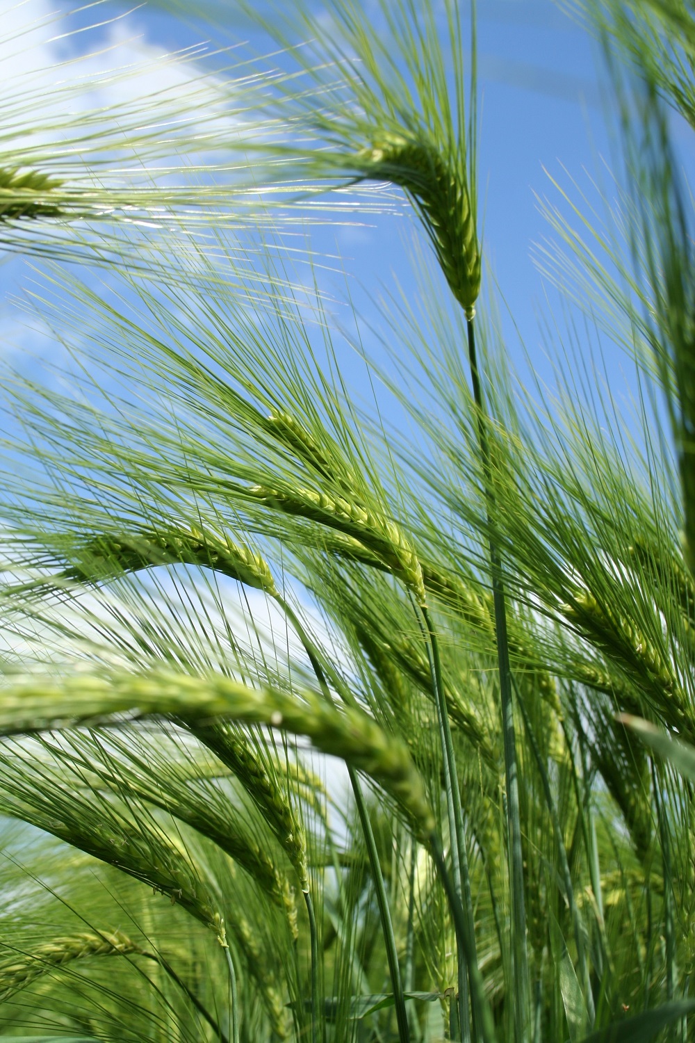 Hybrid barley in ear (Syngenta)