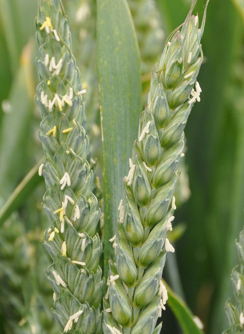 Lili has the yield of a feed variety with the potential for export, it stands well and has a septoria score of 5.9.