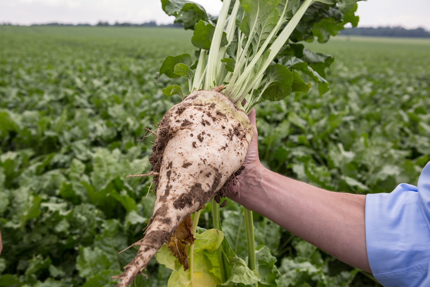 Davy is one of three new additions to the Descriptive List with tolerance to beet cyst nematode.