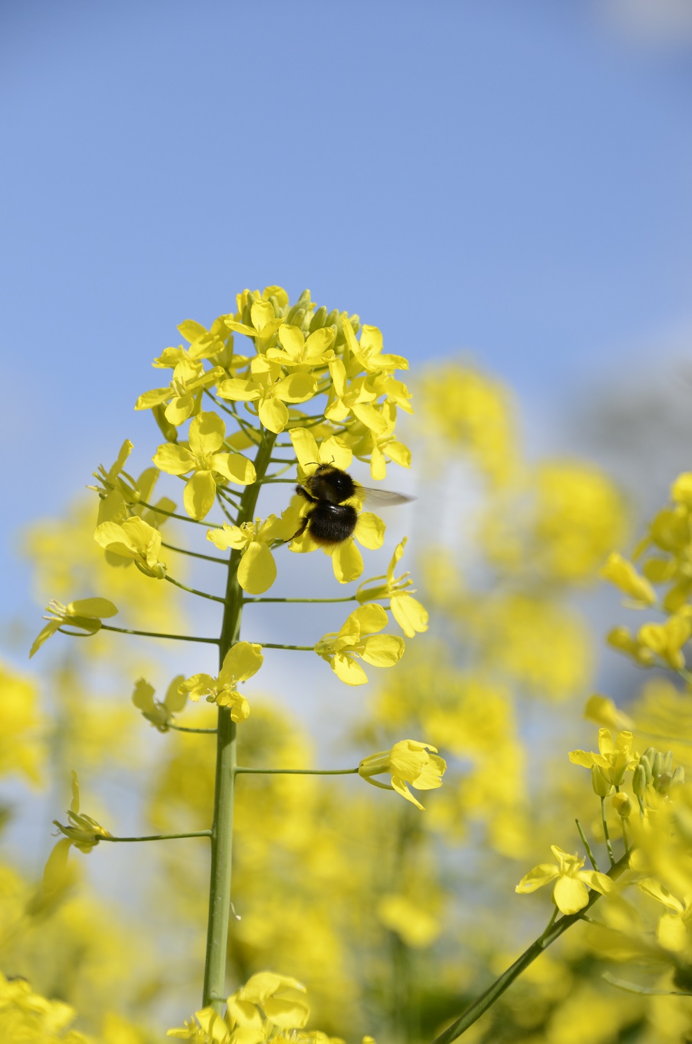 OSR flower with bumble bee