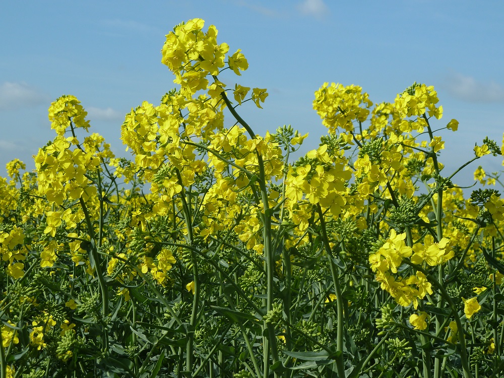 OSR in flower
