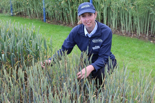 There’s a change in yellow rust afoot, but Sarah Holdgate isn’t sure yet which race is doing the damage.