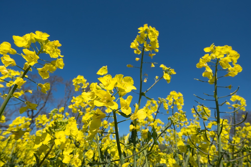 Oilseed rape in flower Picture Tim Scrivener 07850 303986