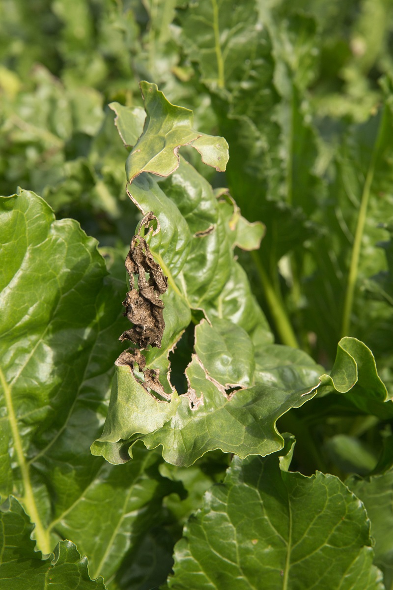 Downy mildew will likely have overwintered well.