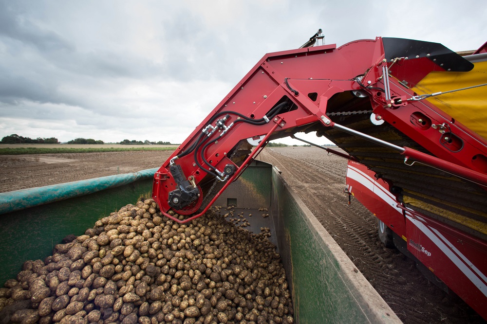 Scriv potato harvest