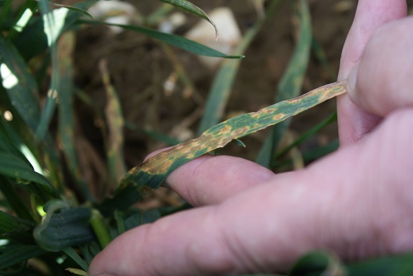 There’s a lot of septoria in the base of crops and plenty of rain-splash events to proliferate septoria infection.