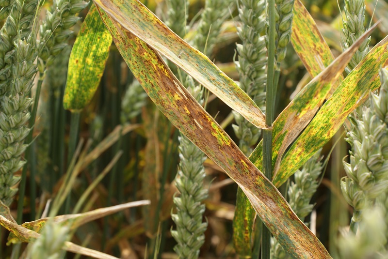 The RL Septoria tritici resistance score is weighted by a factor of 4 while yellow rust gets a weighting factor of 2.