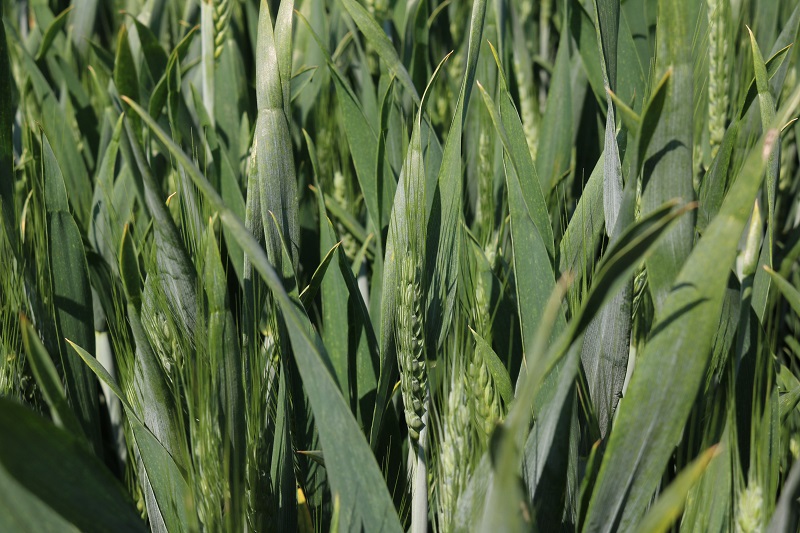 A “banker” variety, the only slight fly in the ointment with Skyfall is sprouting, so it needs to be given priority at harvest.