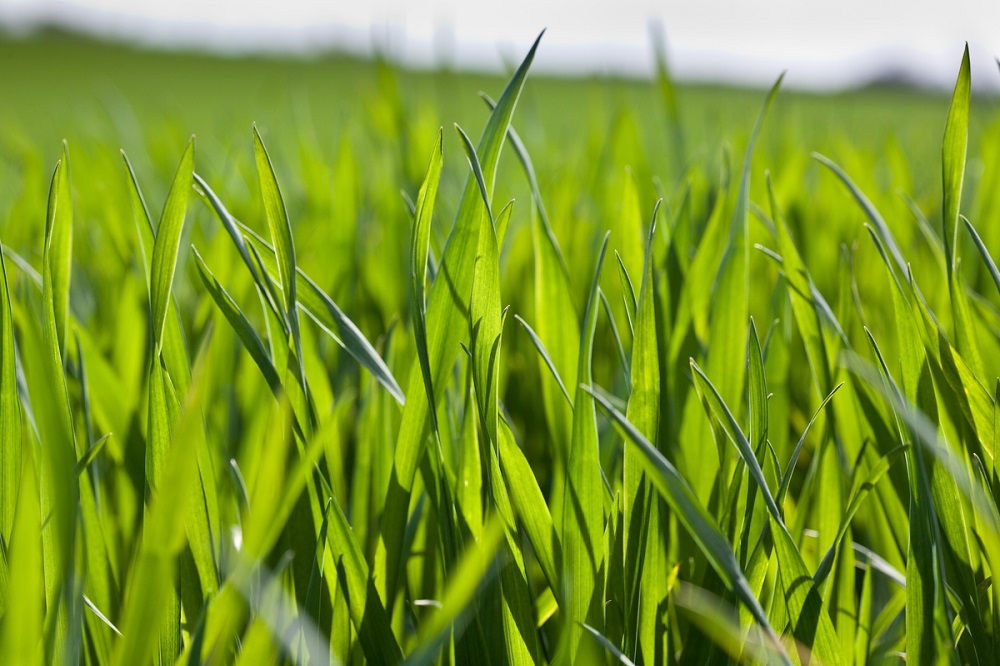 10.4.2011 Young Winter Wheat Plants In Spring.©Tim Scrivener 07850 303986