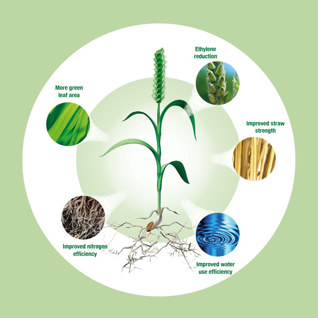 BASF was were keen to explore some of the properties seen in the field, such as greening and water-use efficiency.