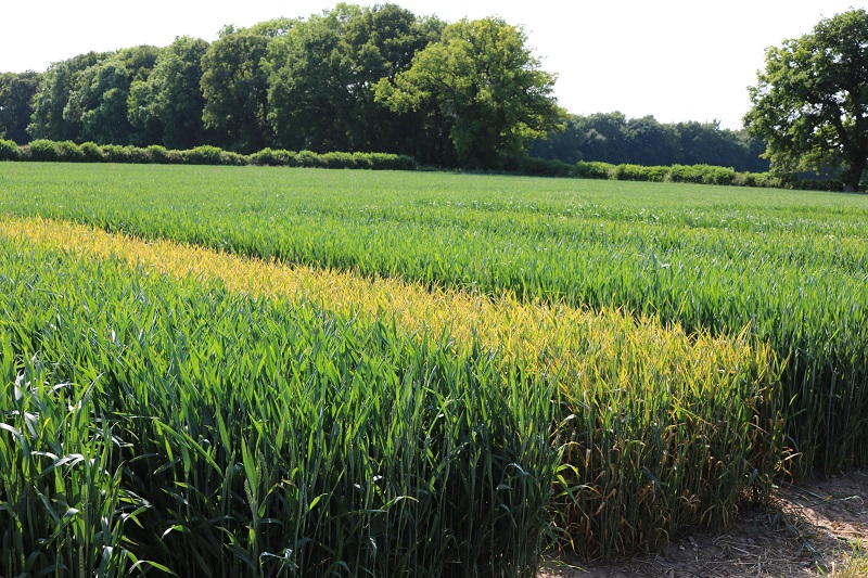 Reflection would have been a firm favourite, but the untreated trial plot stands out a mile due to the yellow rust.