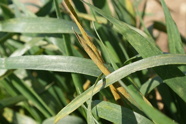 A lot of samples of yellow rust are being sent in this season, but a clear picture of what’s really going on in the field won’t be known until early June.
