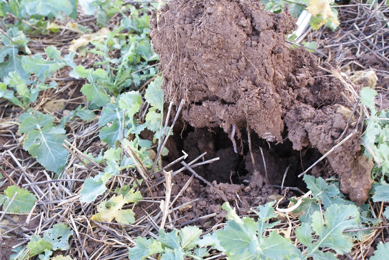 Companion crops with a low C:N ratio decompose quickly, releasing nitrogen back in the soil for the OSR crop to utilise in the spring.