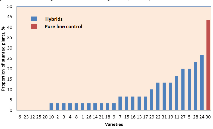 Figure 2: Plant stunting in DEKALB breeding trials (2015/16)