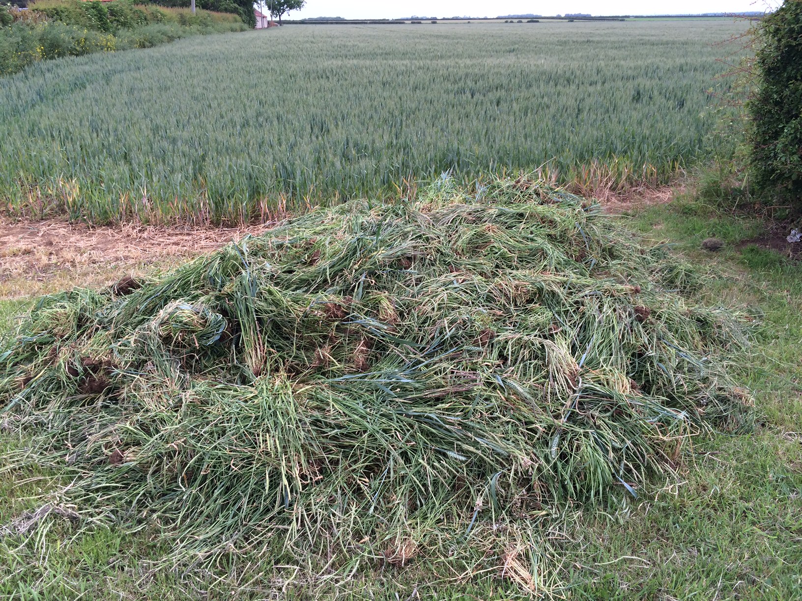 Pulled blackgrass is heaped on the field edge and disposed of.
