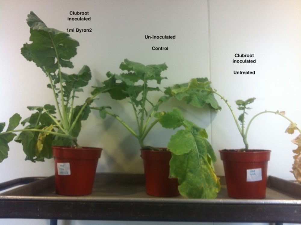 Inoculated canola in 2015 Canadian trials treated with Byron (left) compared with untreated (right) and control, un-inoculated plant (centre).