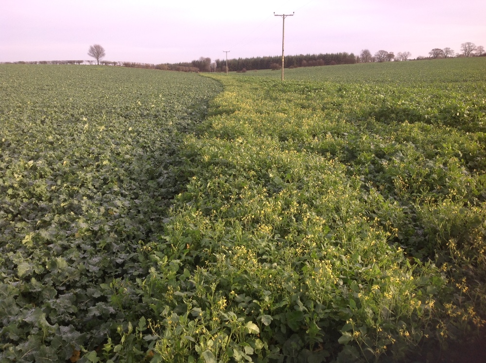 This harvest, 15,000ha of Clearfield varieties were in the ground but seed sales for the 2016 planting indicate their share of the OSR area is likely to double.