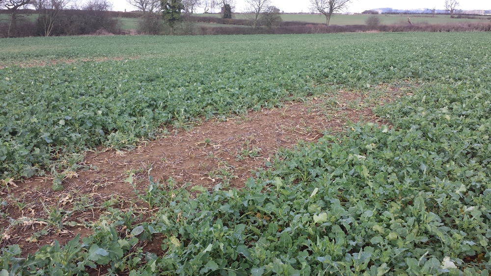 The aerial symptoms of club root are thrifty looking plants, with stunting if infection is severe.