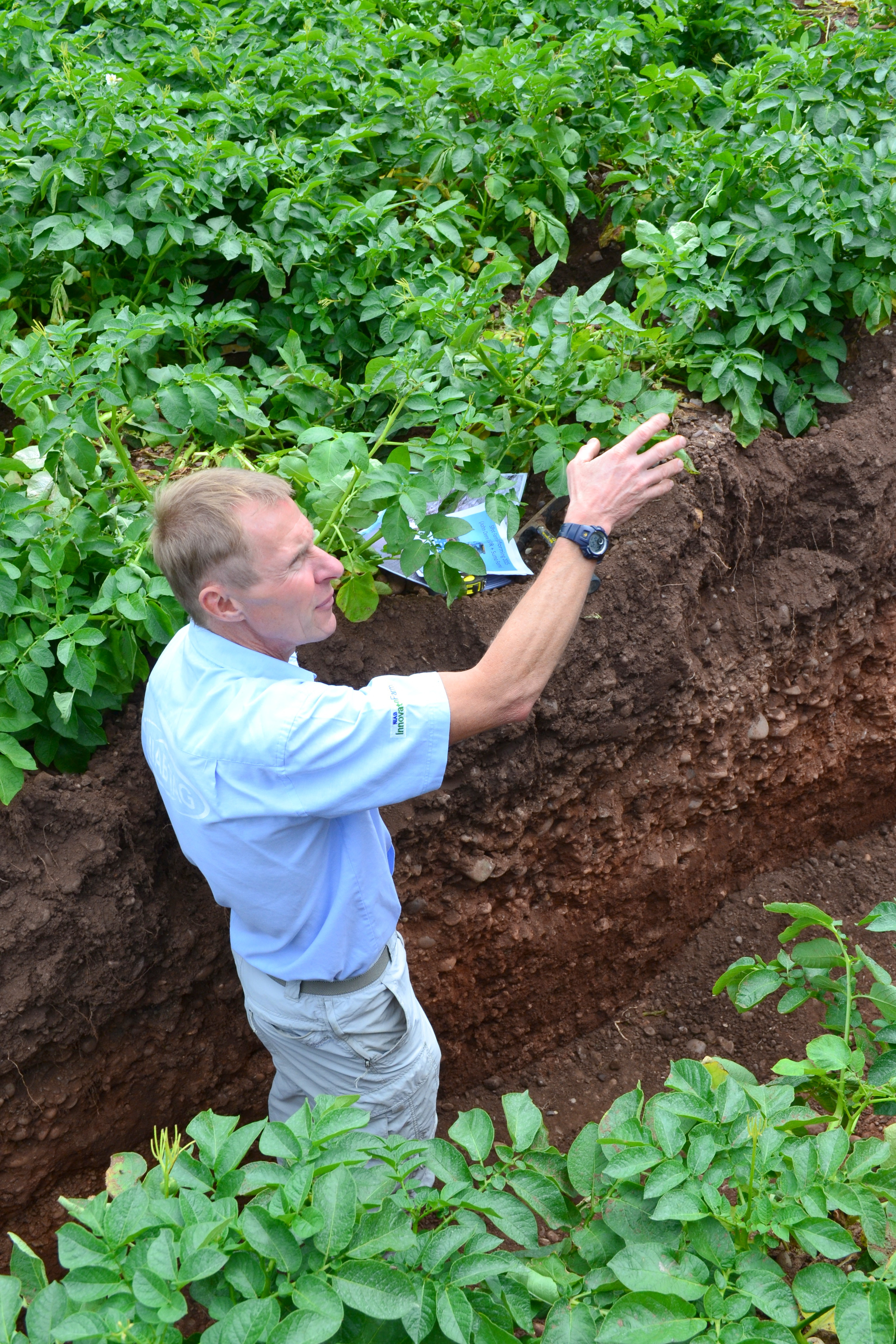 A bed depth of 31cm allows 19cm of soil between the top of the ridge the bottom of the seed tuber, leaving 12cm of soil below the seed.