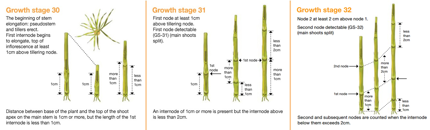 Growth stage guide with GS32
