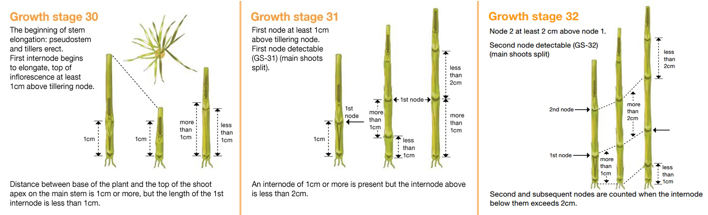Growth stage guide with GS32