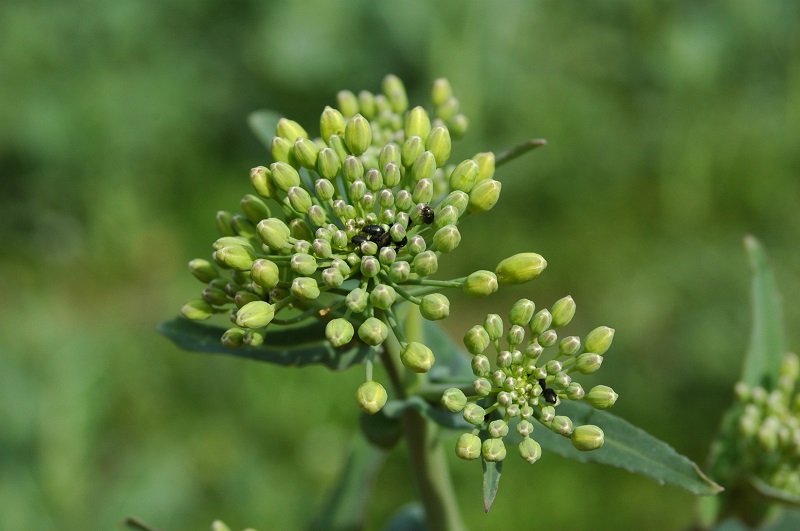 OSR yellow bud