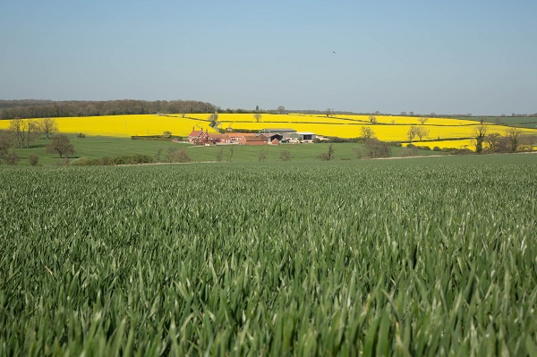 Wheat and oilseed rape may appear to be the most profitable crops, but growing weed, pest and disease pressures are having an impact on yield potential.