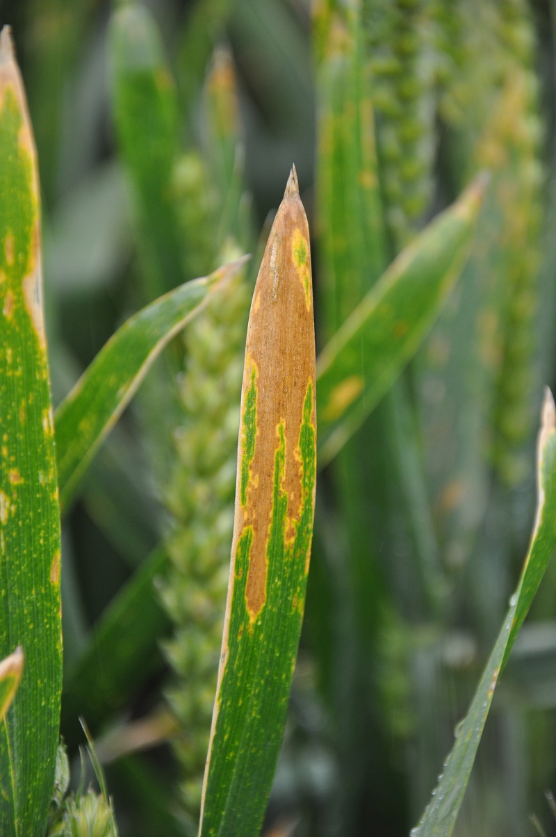 Septoria isolates were found in trials at Oak Park that had the same mutation that had previously only been created in the laboratory.