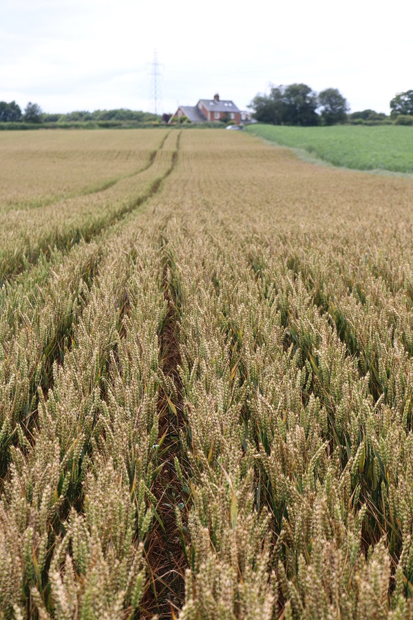 The Crusoe wheat now stands in the distinctive, regimented drill lines of the one-pass system adopted across Sewell Farms.