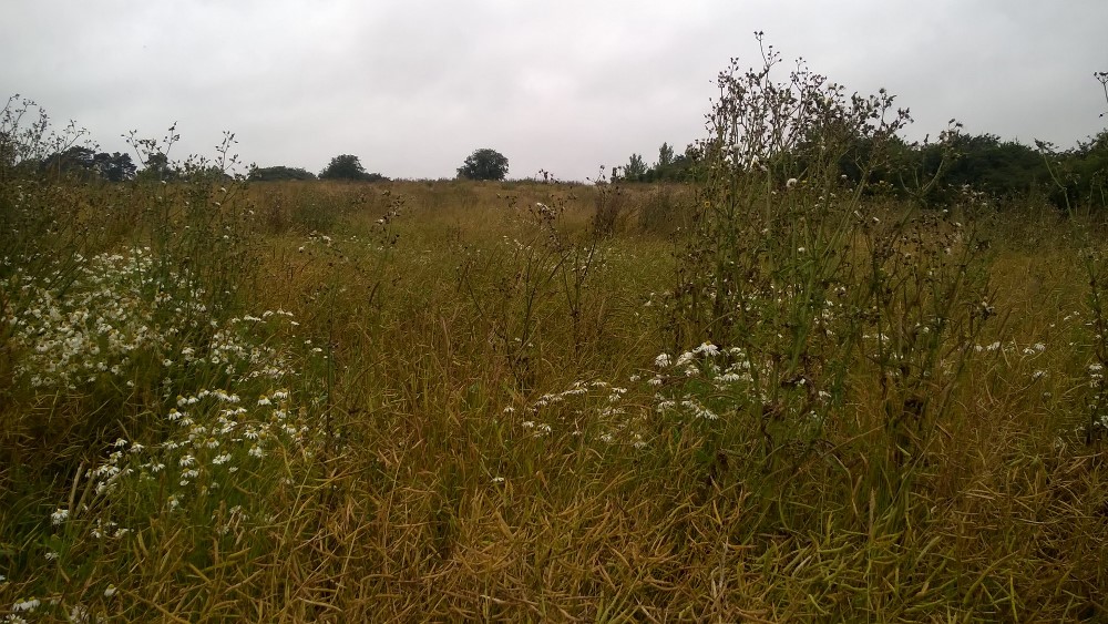 Open autumns have favoured weed growth and there’s been a lack of frosty weather leading to bigger weeds and variable performance from bifenox chemistry.