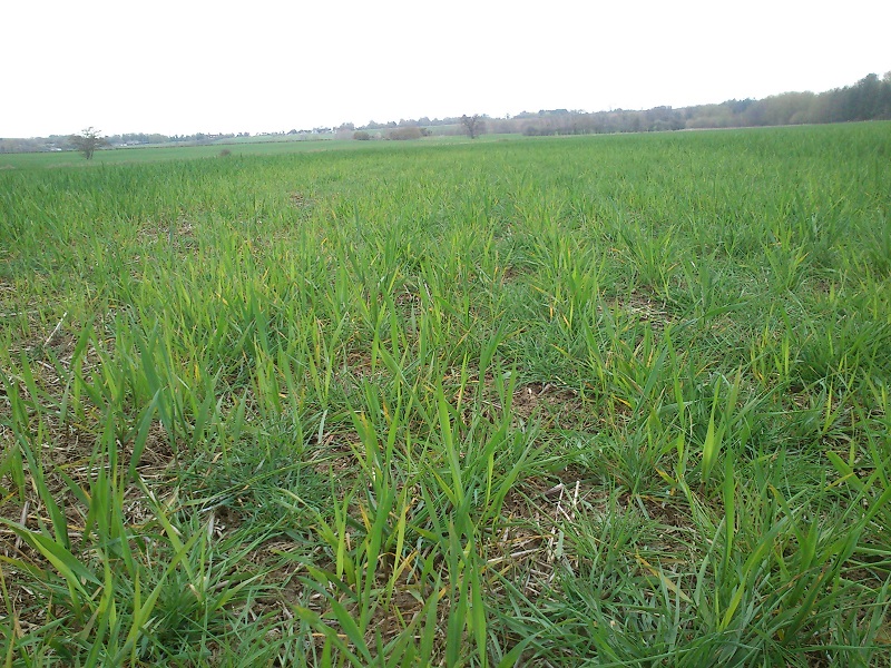 mar12.blackgrass2