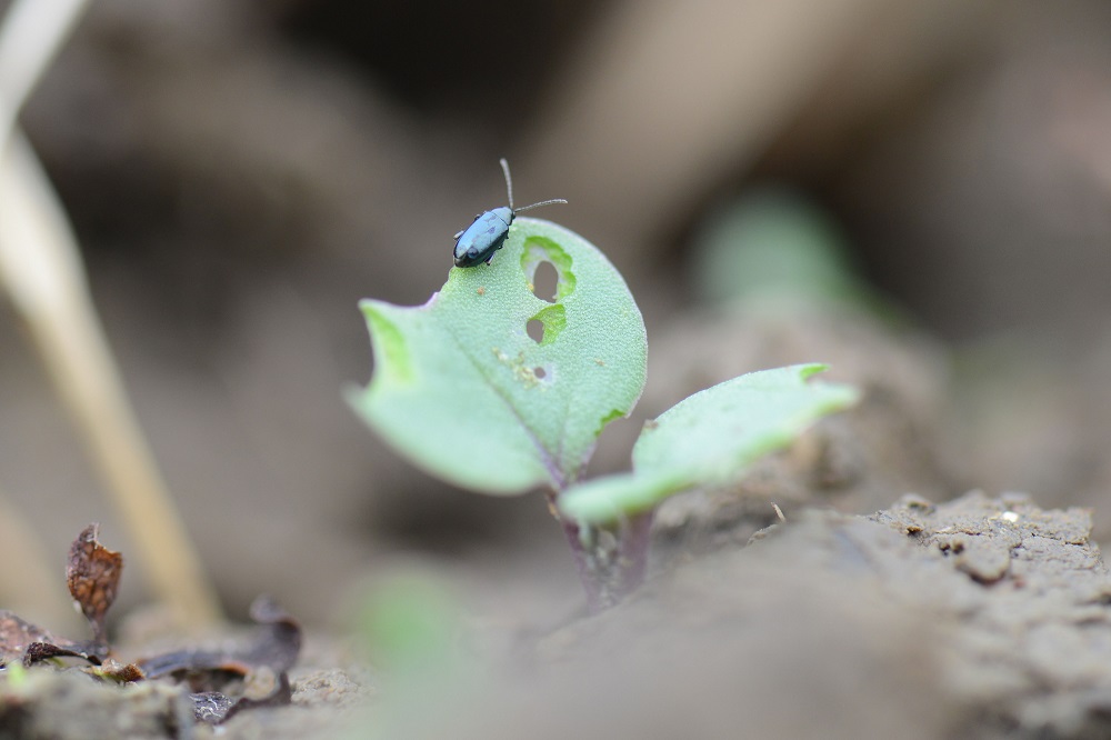 flea-beetle-feeding-mr