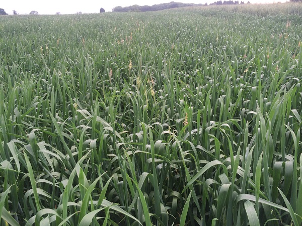 Agrovista trials have shown that adding Remix to the pre-em herbicide (right) improves efficacy of a 0.6 l/ha application of Liberator through an air-inclusion nozzle.