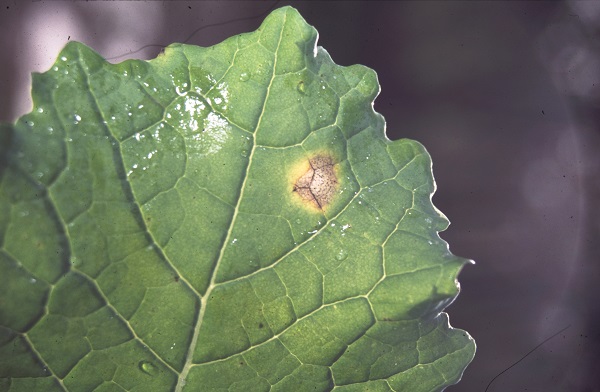 Small pale lesions appear 7-15 days after infection and develop black specks (picnidia), which are additional asexual fruiting bodies.