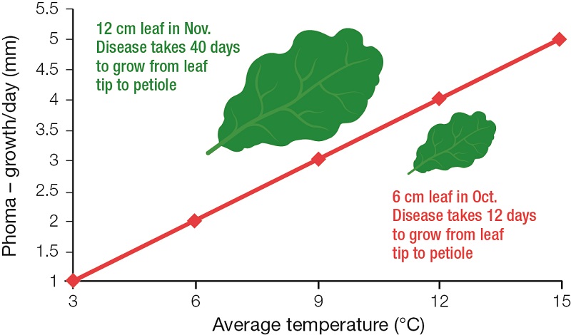 It’s important to get OSR established well and growing away in the autumn to avoid having backward crops, which are more susceptible to phoma. Source: Syngenta 