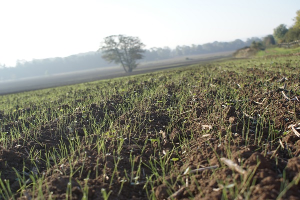 There is now powerful and convincing evidence of the overall benefits of delaying autumn sowing.