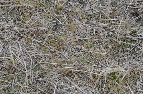 The soil on this trial area was left undisturbed after the 2015 harvest, yet despite four applications of glyphosate new blackgrass shoots were still emerging in April.