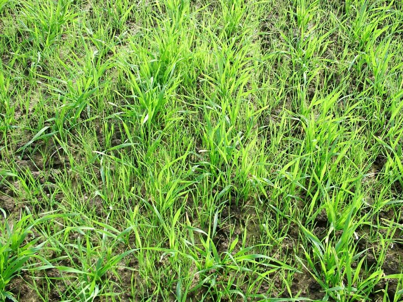 Understanding herbicide activity on a field-by-field basis is fundamental to getting good blackgrass control.