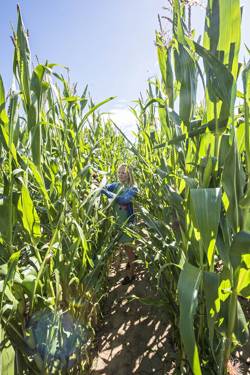 When maize is mixed with a wholecrop cereal, it should produce the maximum amount of methane yield per ha, says Heather Oldfield.