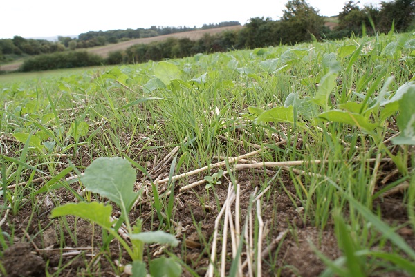 Oilseed rape provides an ideal opportunity for some alternative modes of action in the rotation to tackle blackgrass problems.