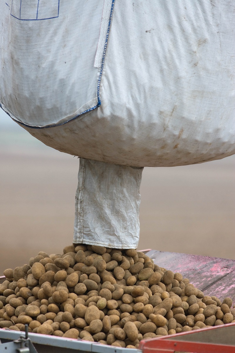 Work at the James Hutton Institute has shown that infected seed can be an important mode of transfer for tobacco rattle virus.