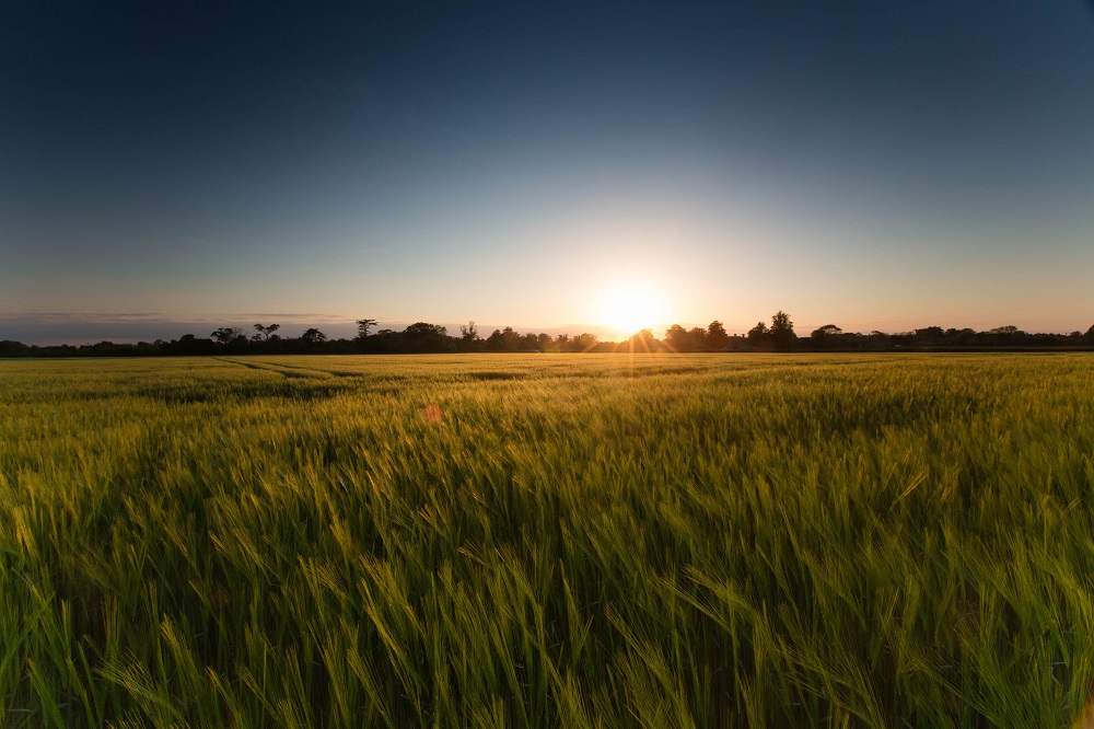 scriv-sunset-over-winter-barley