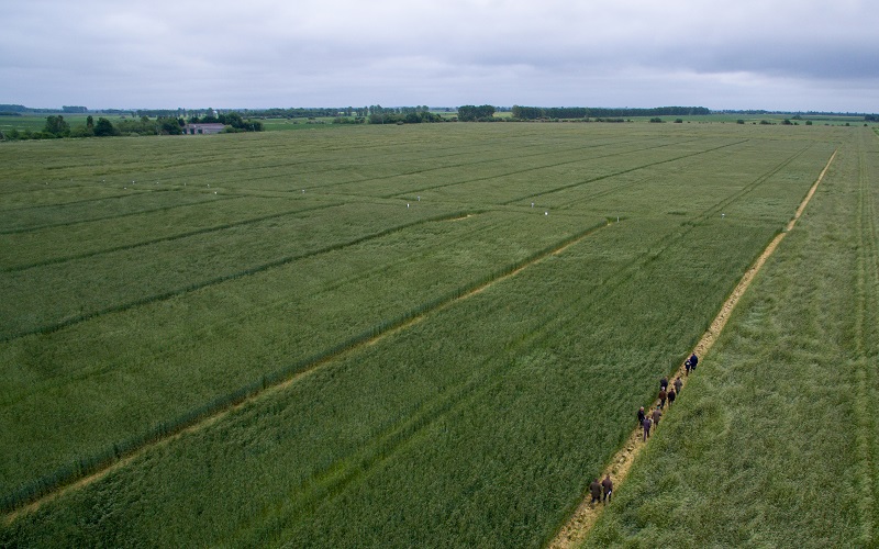 Saaten Union varieties have performed particularly well across UK and European hybrid rye trials